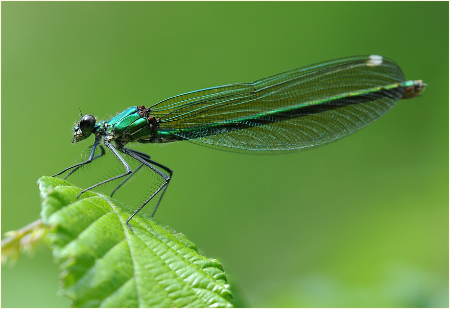 Libellen, Geb&auml;nderte Prachtlibelle