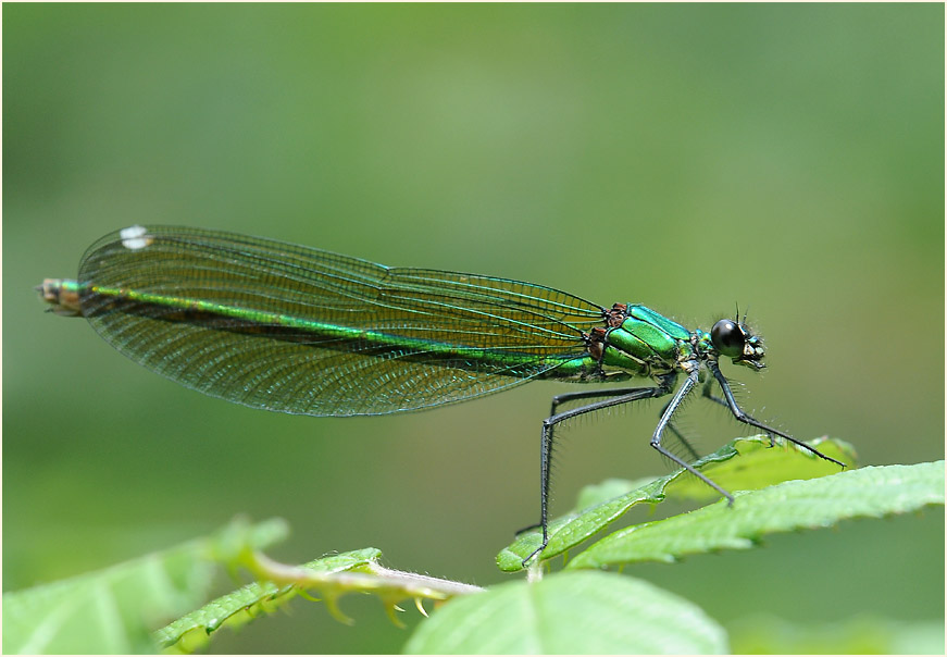 Libellen, Geb&auml;nderte Prachtlibelle