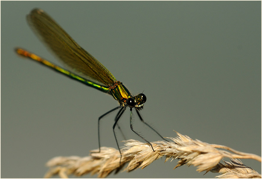 Libellen, Geb&auml;nderte Prachtlibelle