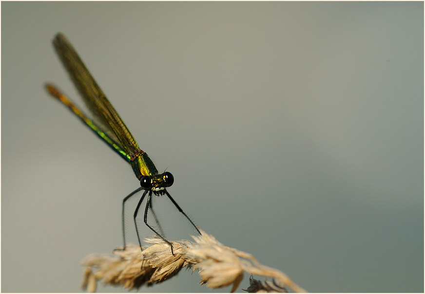 Libellen, Geb&auml;nderte Prachtlibelle