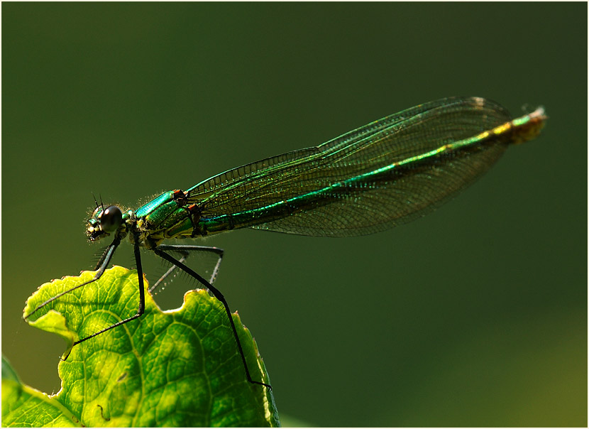 Libellen, Geb&auml;nderte Prachtlibelle