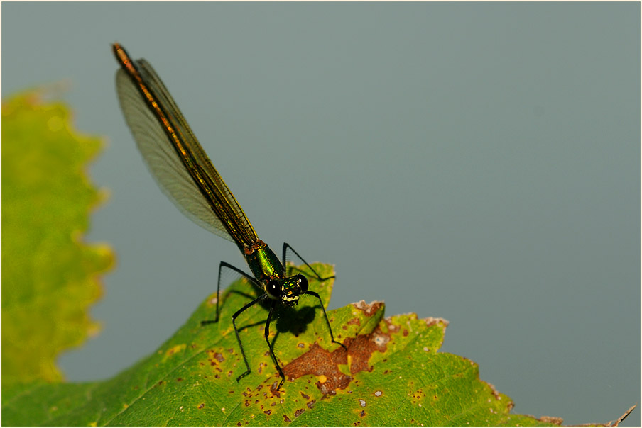 Libellen, Geb&auml;nderte Prachtlibelle