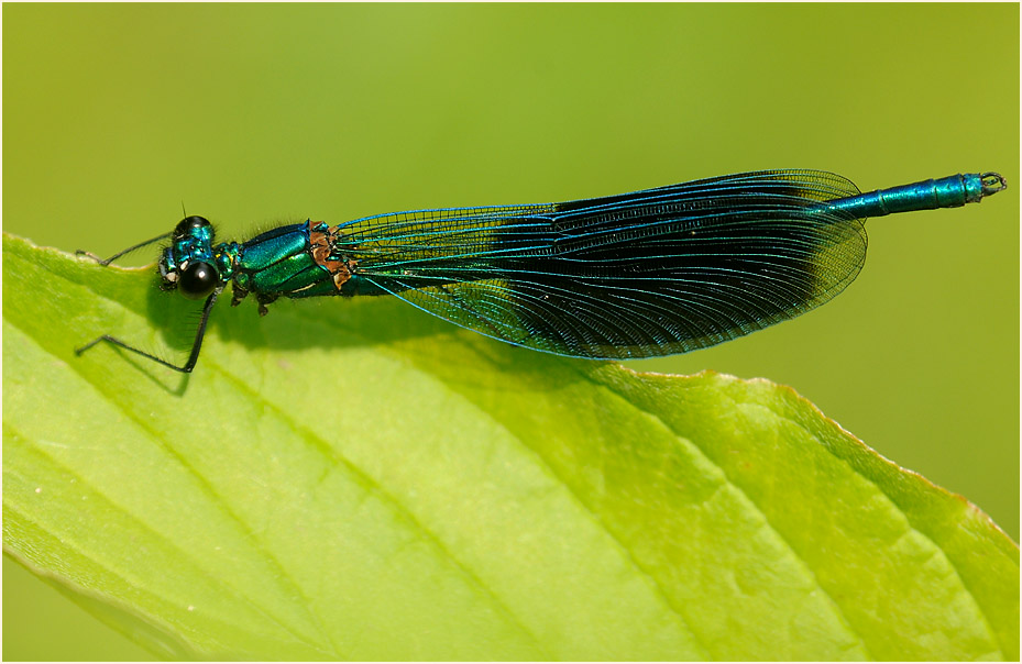 Libellen, Geb&auml;nderte Prachtlibelle
