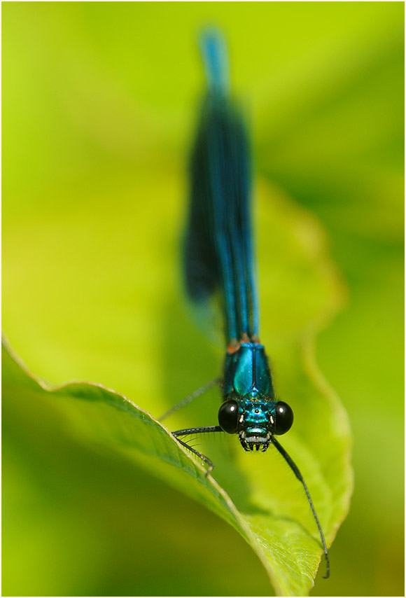 Libellen, Geb&auml;nderte Prachtlibelle