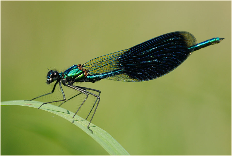 Libellen, Geb&auml;nderte Prachtlibelle