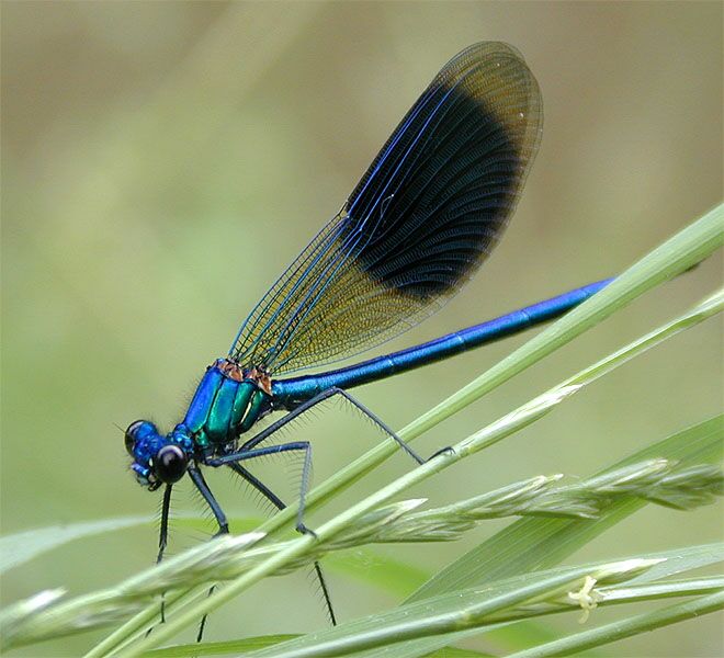 Libellen, Geb&auml;nderte Prachtlibelle