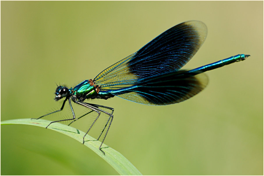 Libellen, Geb&auml;nderte Prachtlibelle