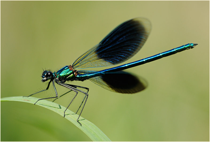 Libellen, Geb&auml;nderte Prachtlibelle