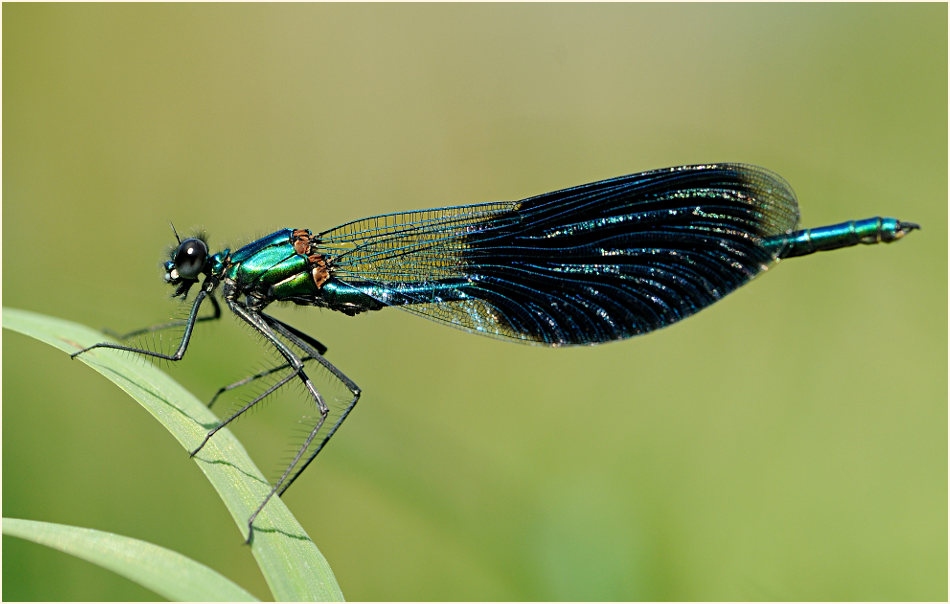 Libellen, Geb&auml;nderte Prachtlibelle