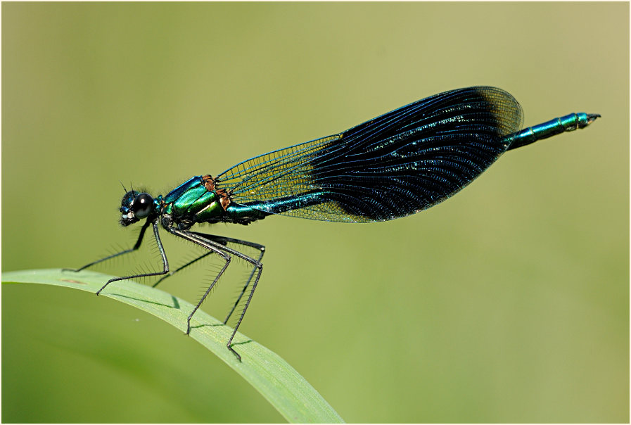 Libellen, Geb&auml;nderte Prachtlibelle