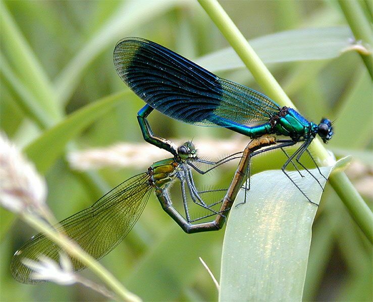 Libellen, Geb&auml;nderte Prachtlibelle