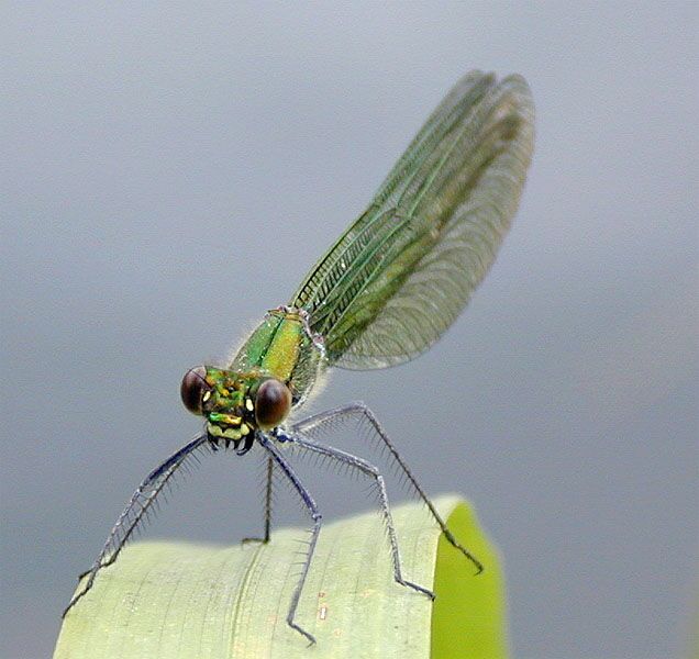 Libellen, Geb&auml;nderte Prachtlibelle