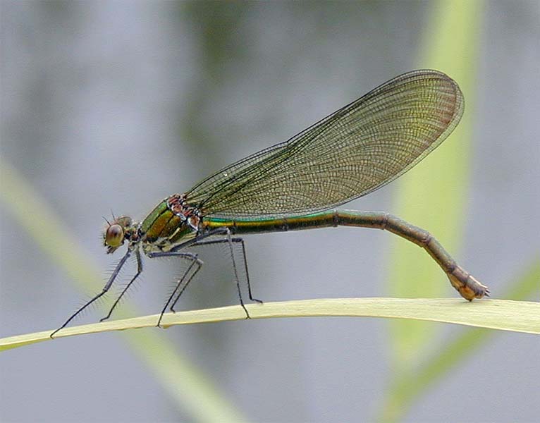 Libellen, Geb&auml;nderte Prachtlibelle