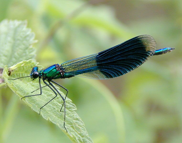 Libellen, Geb&auml;nderte Prachtlibelle