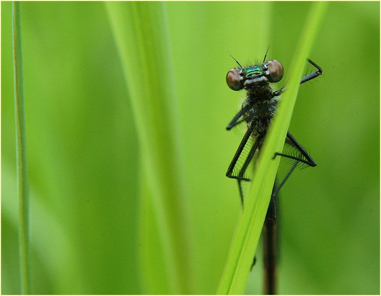 Libellen, Geb&auml;nderte Prachtlibelle