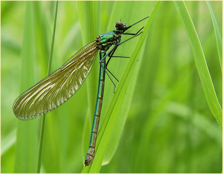 Libellen, Geb&auml;nderte Prachtlibelle