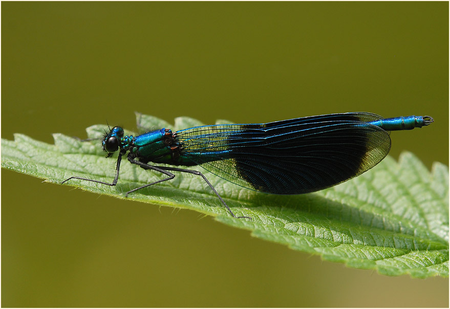 Libellen, Geb&auml;nderte Prachtlibelle
