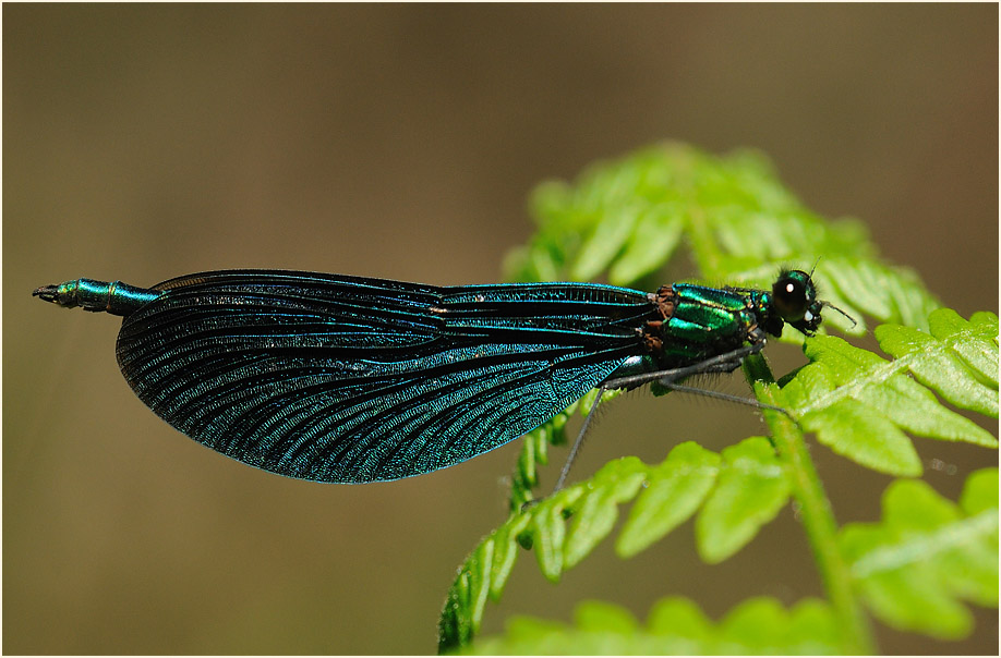 Blauflügel Prachtlibelle