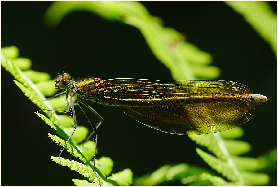 Blauflügel Prachtlibelle