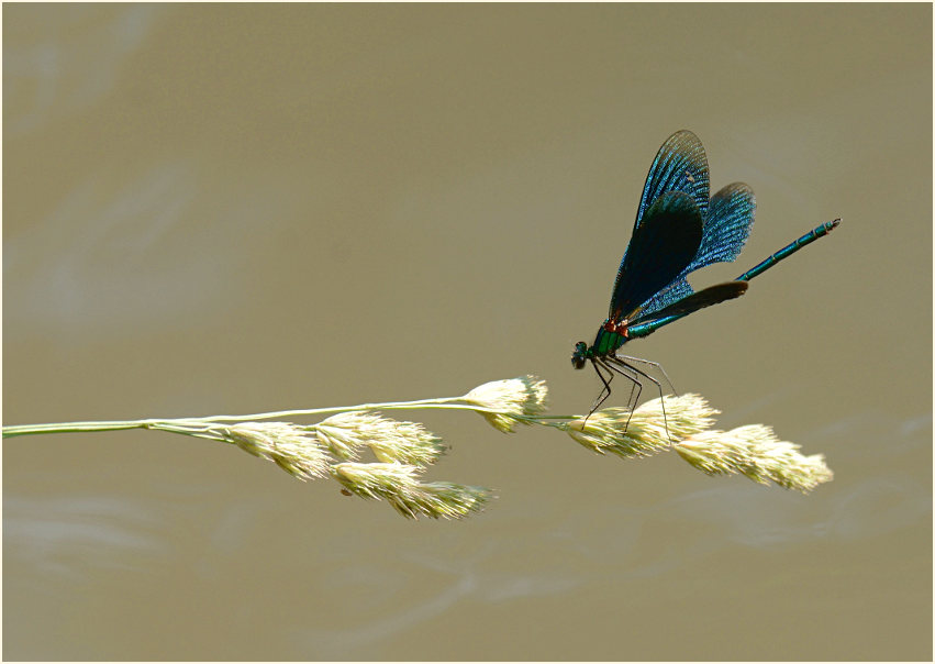 Blauflügel Prachtlibelle