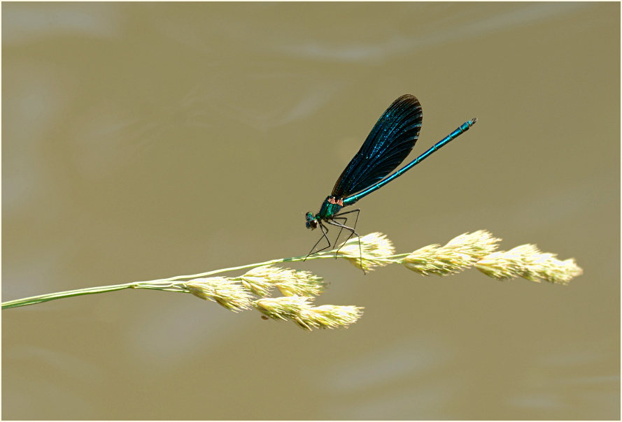 Blauflügel Prachtlibelle