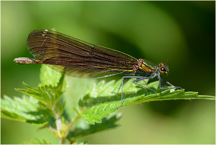Blauflügel Prachtlibelle