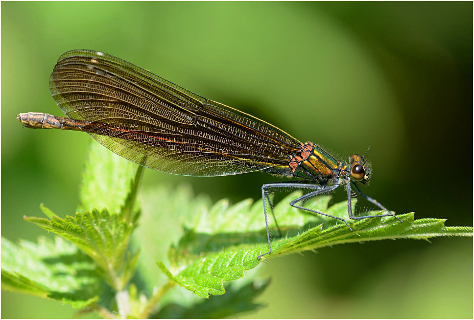 Blauflügel Prachtlibelle