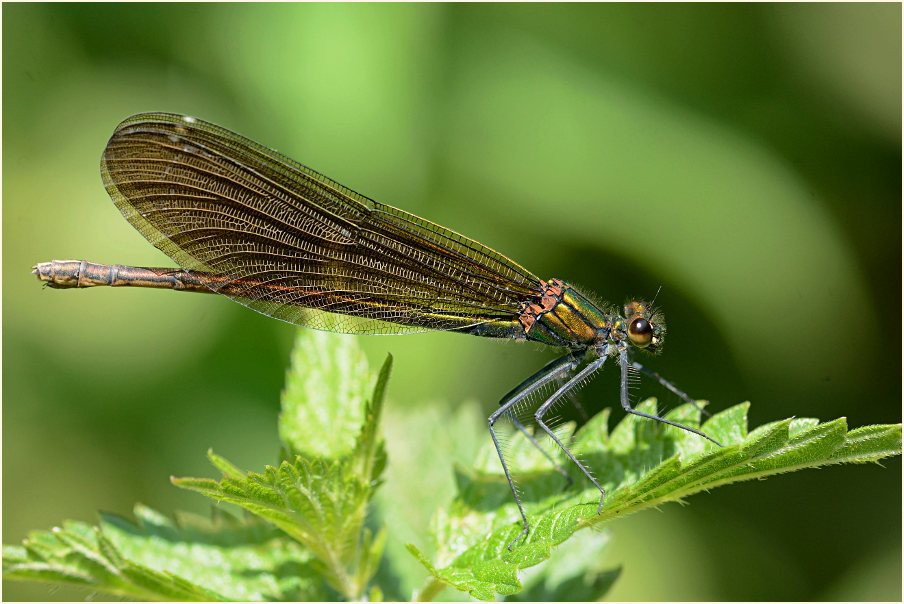 Blauflügel Prachtlibelle