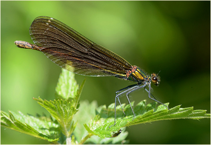 Blauflügel Prachtlibelle