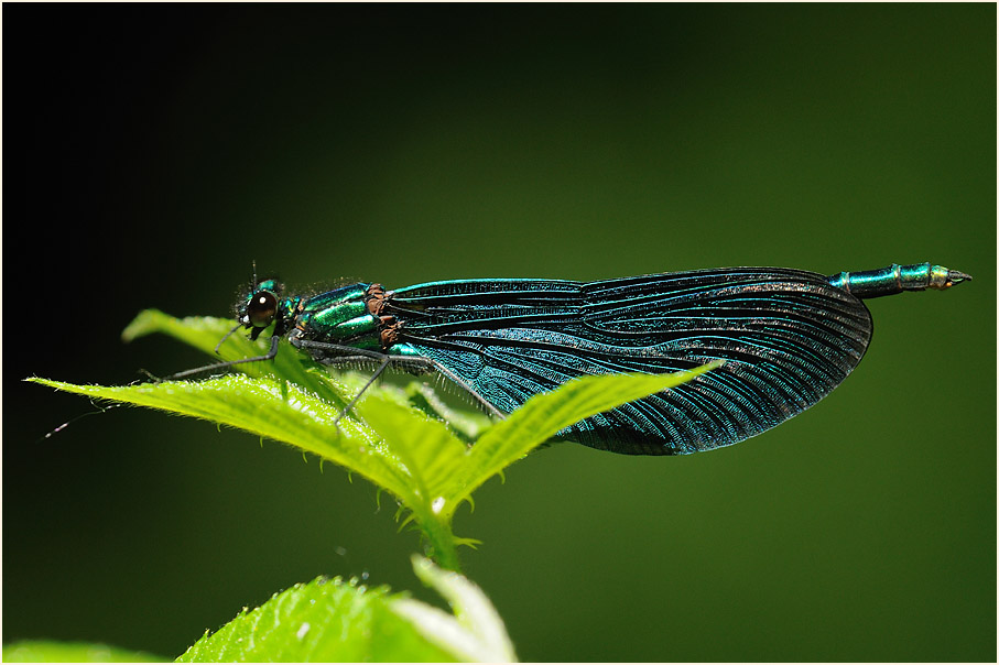 Blauflügel Prachtlibelle
