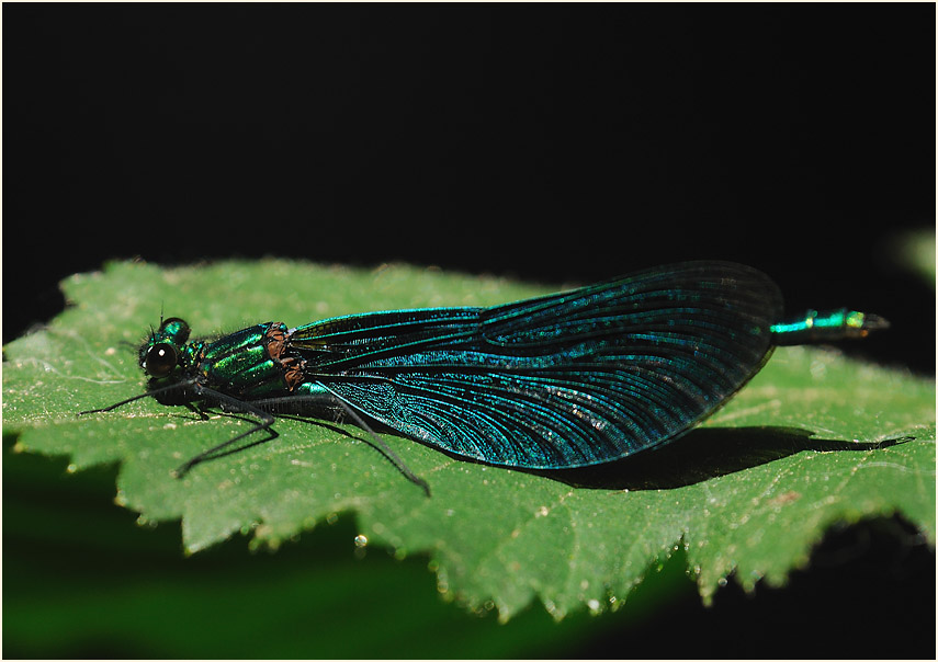 Blauflügel Prachtlibelle