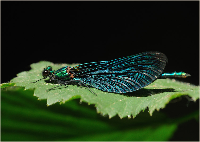 Blauflügel Prachtlibelle