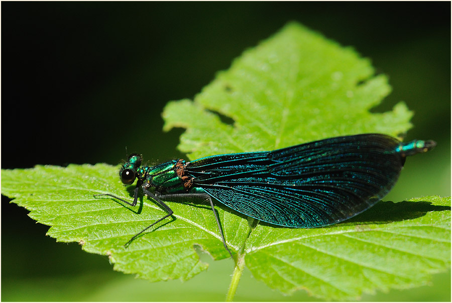 Blauflügel Prachtlibelle