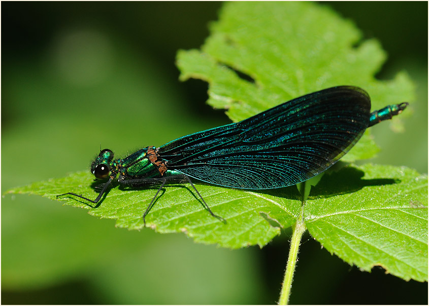 Blauflügel Prachtlibelle