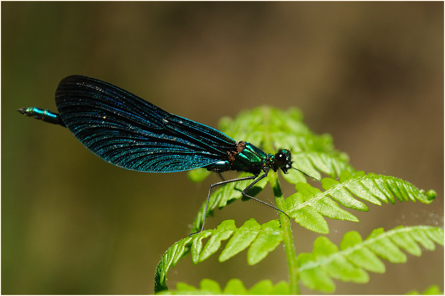 Blauflügel Prachtlibelle