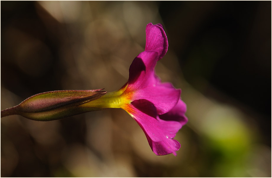 Primel (Primula)