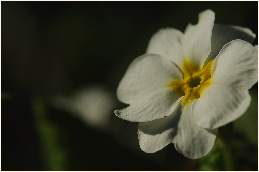 Primel (Primula)
