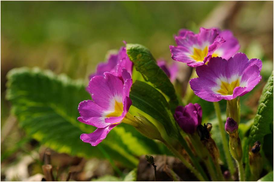 Primel (Primula)