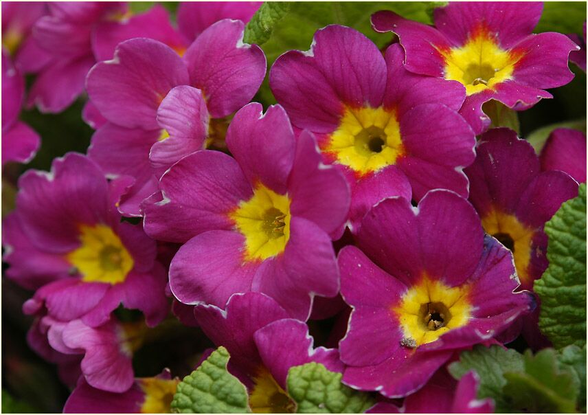 Primel (Primula)