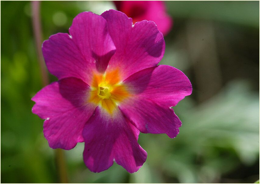 Primel (Primula)