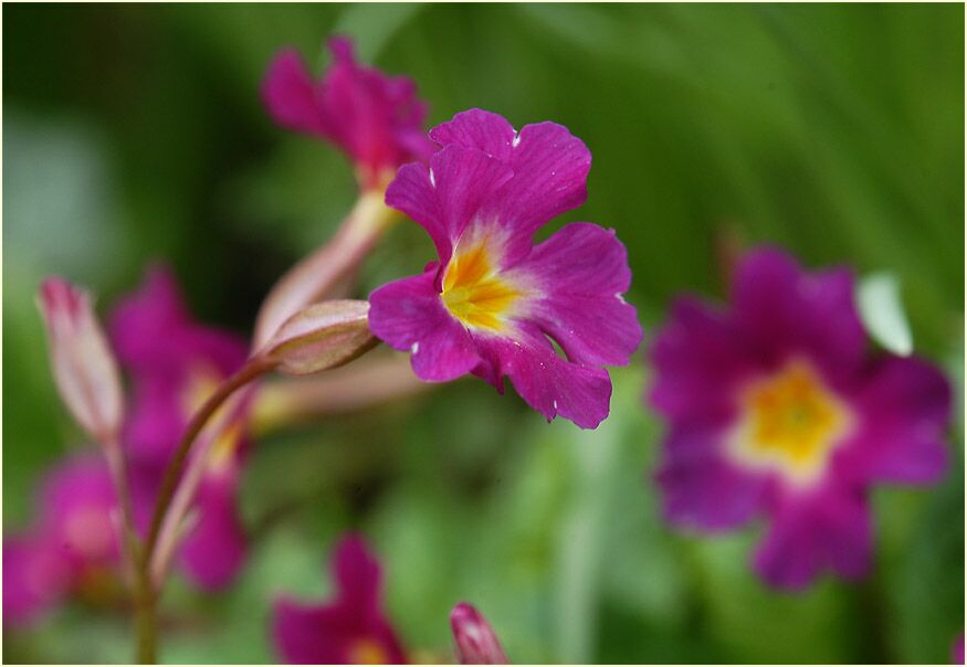 Primel (Primula)