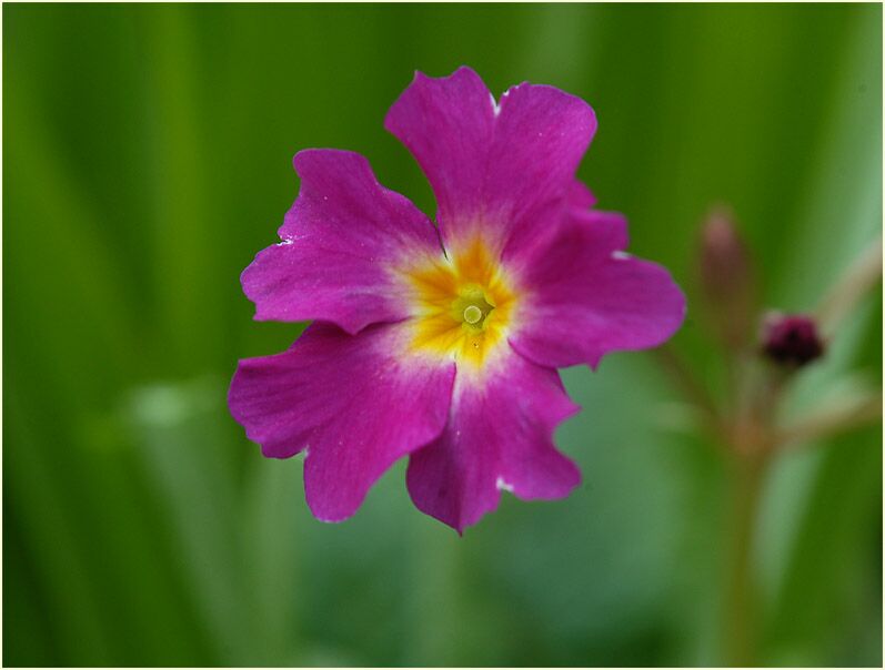 Primel (Primula)