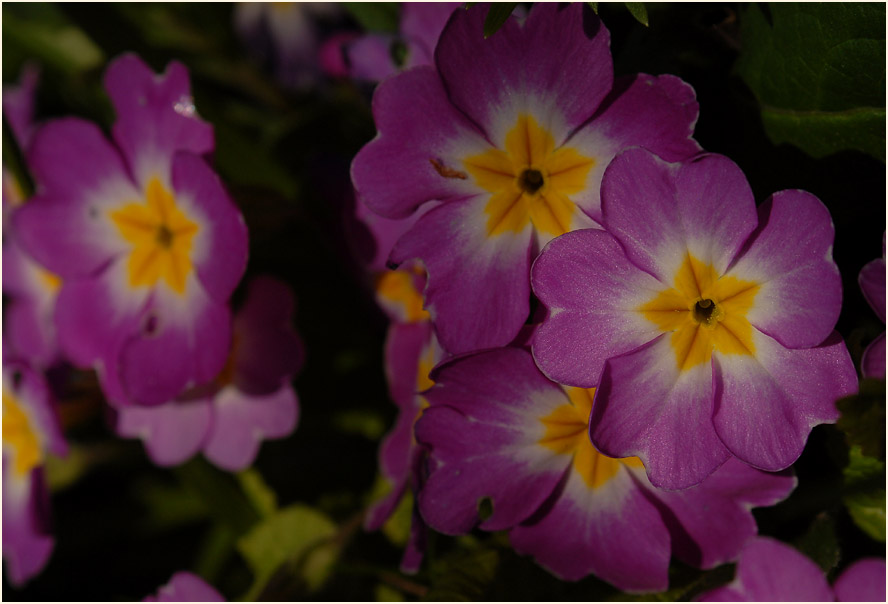 Primel (Primula)