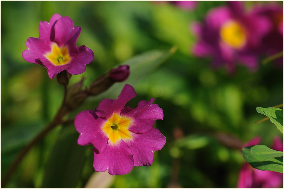 Primel (Primula)