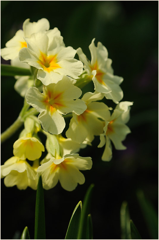 Primel (Primula)