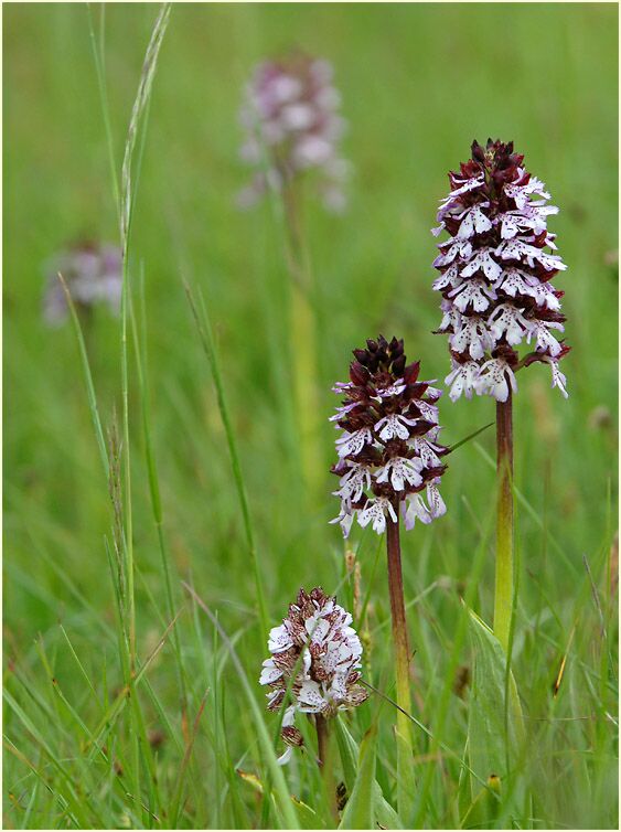 Purpurknabenkraut (Orchis purpurea)