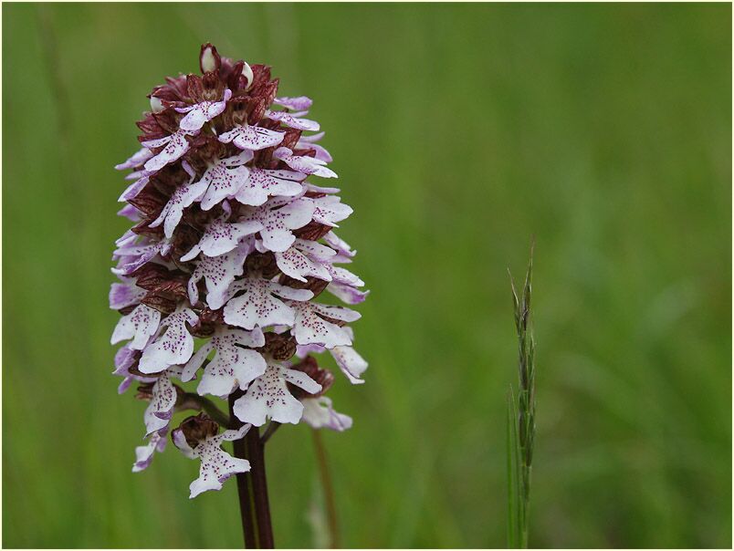 Purpurknabenkraut (Orchis purpurea)