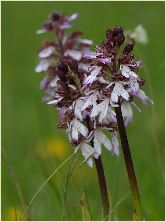 Purpurknabenkraut (Orchis purpurea)