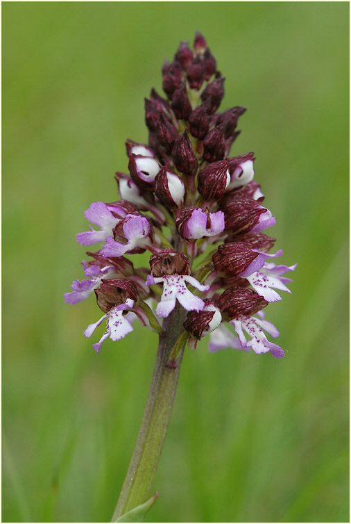 Purpurknabenkraut (Orchis purpurea)