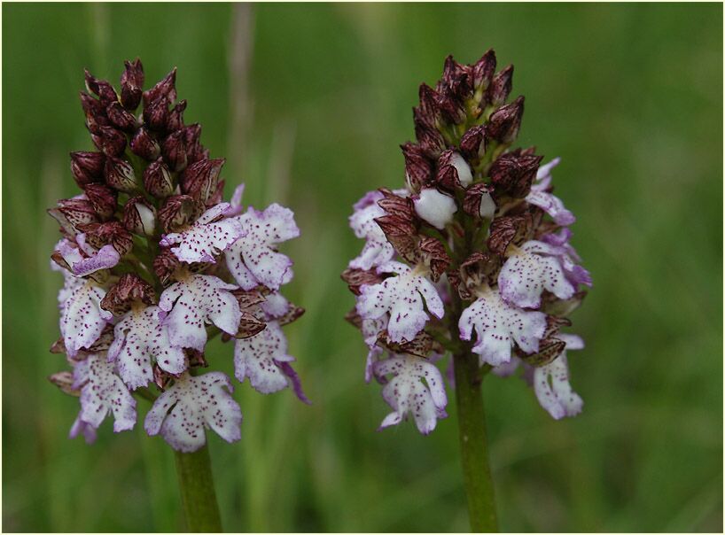 Purpurknabenkraut (Orchis purpurea)